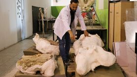 Kayseri'de 7,7 Milyon Yıllık Fil Fosilleri Keşfedildi