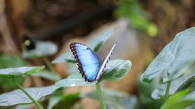Konya Tropikal Kelebek Bahçesi'nde Yaz Dönemi Rekoru