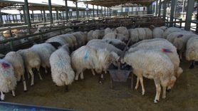 Malatya'da Şap Nedeniyle Kapatılan Hayvan Pazarı Yeniden Açıldı