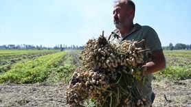 Osmaniye'de Yer Fıstığı Hasadı Başladı