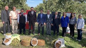 Amasya'da Ceviz Hasadı Devam Ediyor