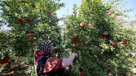 Antalya, Nar Üretiminde ve İhracatında Lider