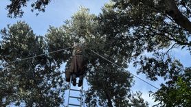 Artvin'de Butko Zeytini Hasadı Başladı