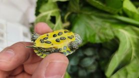 Bolu'da Yolcu Otobüsünde 500 Kırmızı Benekli Su Kaplumbağası Ele Geçirildi