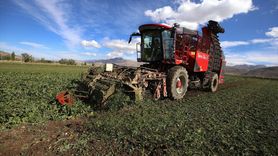 Erzurum'da Şeker Pancarında Ekim Alanı Yüzde 40 Arttı