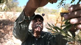 Filistin'de Zeytin Hasadı: Korku ve Endişe İçinde Geçiyor