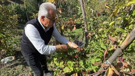 Giresun'da Ahududu ve Böğürtlen Hasadı Başladı