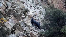 Gümüşhane'deki Çengel Boynuzlu Dağ Keçileri Görüntülendi