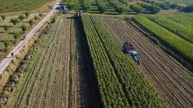 Iğdır'da Silajlık Mısır Hasadı Başladı