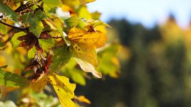 Karabük'ün Sonbahar Renkleri Havadadan Görüntülendi