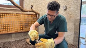 Konya'da Cebinden Çıkan Piton Hayvanat Bahçesinde Koruma Altına Alındı