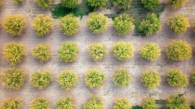 Malatya Kayısı Bahçeleri Sonbaharda Renk Cümbüşüne Dönüştü