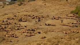 Muş'ta Göçerlerin Dönüş Yolculuğu Başladı