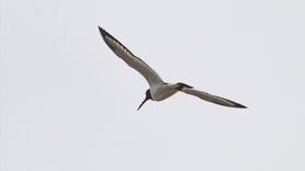 Poyraz Kuşunun 8 Ülkeye Ulaşan Göç Yolculuğu Belgelendi