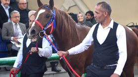 TİGEM'den Rekor Satış: Arap Tayı 10.5 Milyon Liraya İşlem Gördü