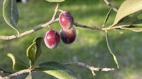 Türkiye'de Zeytin Rekoltesi: 2.45 Milyon Ton Beklentisi