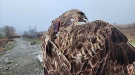 Bozkır Şahini 2,5 Yılda 28 Ülke Uçtu