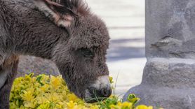 Diyarbakır'da Midas İsimli Sıpa, Ziyaretçilerin Gözdesi Oldu