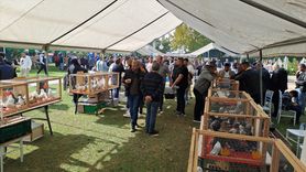 Sakarya'da 6. Tepeli Kostüm Güvercinleri Festivali Yapıldı