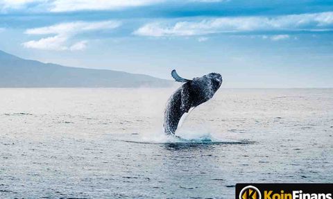 Kripto Para Dünyasında Yeni Bir Balina: 20 Trilyon SHIB Satın Aldı