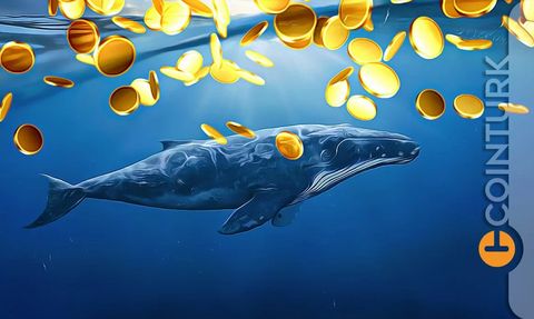 Santiment: Balinalar ve Köpekbalıkları Altcoin ve Stablecoin Biriktiriyor