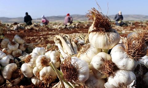 Araban Ovası'nda Sarımsak Hasadı Başladı