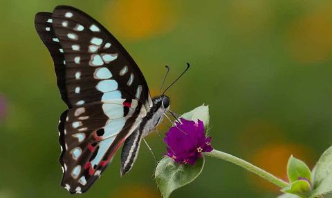 Bilim İnsanları Kelebeklerin Evrim Ağacını Çıkardı