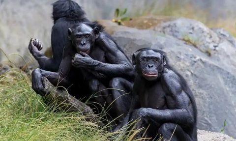 Primatlarda Mastürbasyon Geçmişi 40 Milyon Yıl Öncesine Dayanıyor