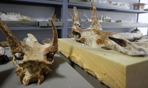 Safiye Soyman'ın Ultra Lüks Evi ve Fosil Kazıları