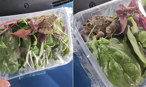 Almanya Merkezli İndirim Marketinden Canlı Kurbağa İçeren Salata Çıktı