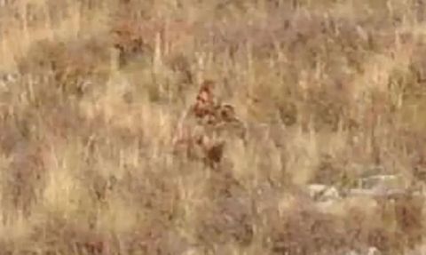 Colorado'da Kocaayak Görüntüleri Sosyal Medyayı Salladı