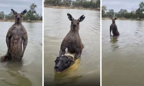 Kaslı Kanguru Şoku! Köpeği Kaçırdı, Sahibine Yumruk Attı!