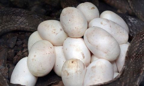 İki Başlı Yılan Doğdu: İnanılmaz Bir Sürüngen Olayı