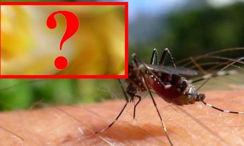 Bu Meyveyi Yiyenler Sivri Sinekleri Mıknatıs Gibi Çekiyor!