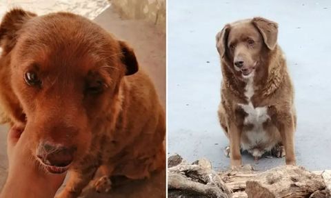 Dünyanın en yaşlı köpeği Bobi hayatını kaybetti