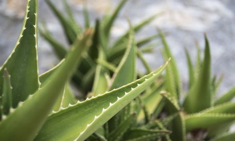 Aloe Vera: Şifalı Bitki ve Faydaları