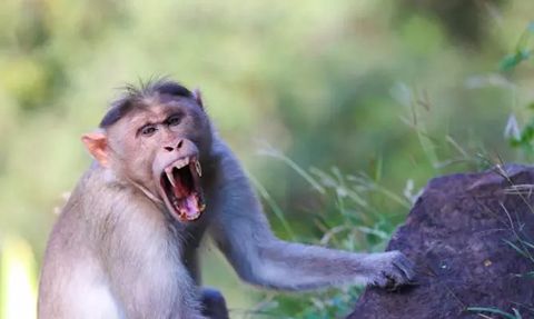 İngiliz Turist Kamboçya'da Maymun Tarafından Cinsel Saldırıya Uğradı