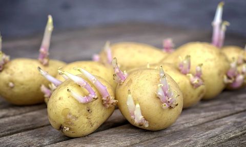 Filizlenmiş Patateslerin Tüketimi ve Sağlık Riskleri