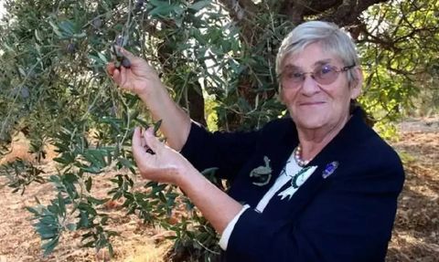 Canan Karatay'tan Yatırım Tavsiyesi: Zeytine Yatırım Yapan Ayakta Kalır