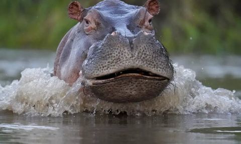 Kolombiya'da Su Aygırları Üremesi Kontrol Altına Alınıyor