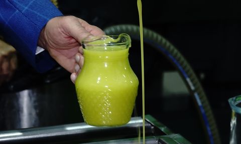 19. Ayvalık Uluslararası Zeytin Hasat Festivali'nde 11 Asırlık Zeytin Ağaçlarından Hasat Yapıldı