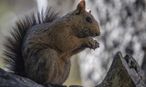 Munzur Vadisi'nde Sincapların Kış Hazırlığı