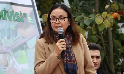 Yalova Kivisinde Hasat Dönemi Başladı