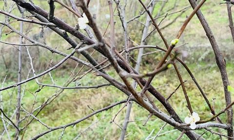 Çanakkale'de Kış Ortasında Şeftali ve Erik Ağaçları Çiçek Açtı