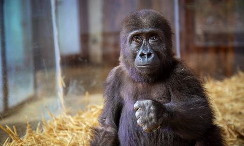 İstanbul Havalimanı'nda Yakalanan Goril Yavrusunun Durumu İyi