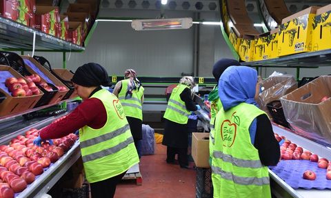 Devlet Desteğiyle Elma İhracatı: 21 Ülkeye Ulaşan Başarı