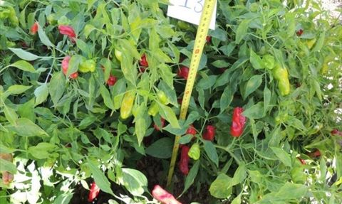 Ege Üniversitesinden Tescilli İki Yeni Biber Çeşidi: Bayraktar ve Brezza