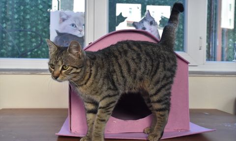 Gümüşhane'de Kedilere Sıcak Bir Yuva: Kedi Evi Projesi