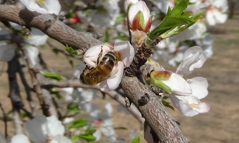 Mersin'de Badem Ağaçları Erken Çiçek Açtı