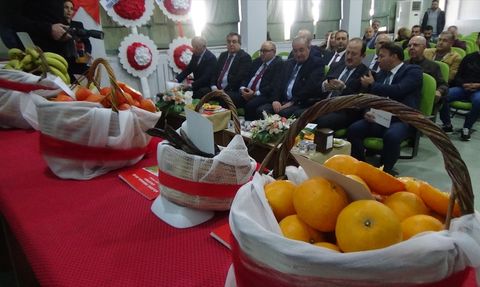 Mersin'de Yeni Mandalina ve Muz Çeşitleri Geliştirildi